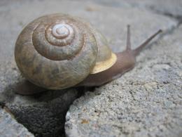 snail